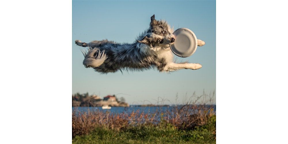 Flying High Dogs: An Evening with Presidential Pets