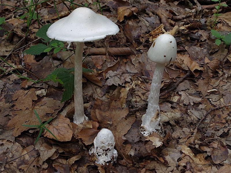 2-7-2026  Mushrooms