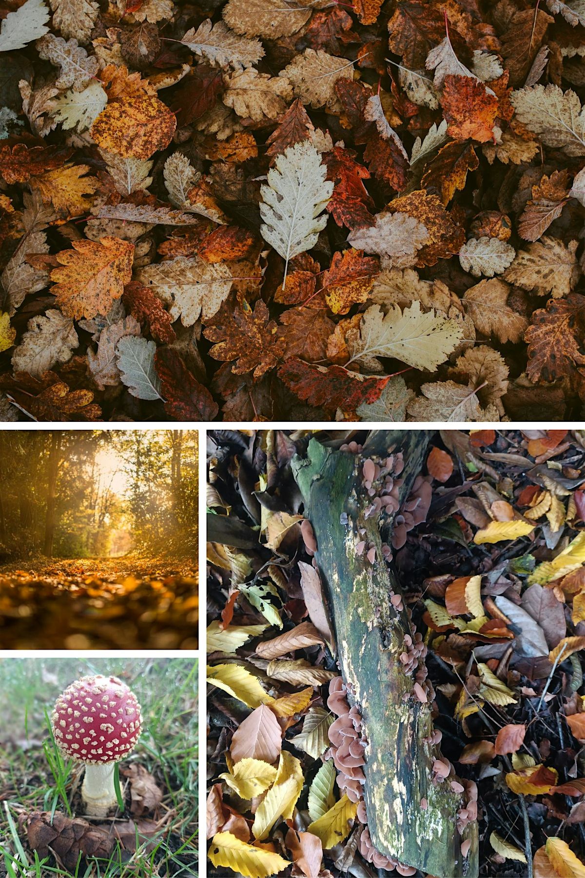 Peace in the Park - Autumn  Forest Bathing