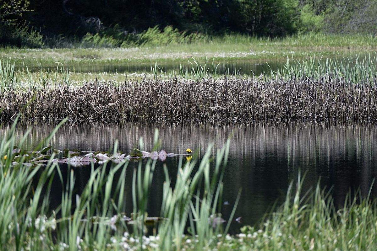 Trek to the Fen at Sharon Fen Preserve