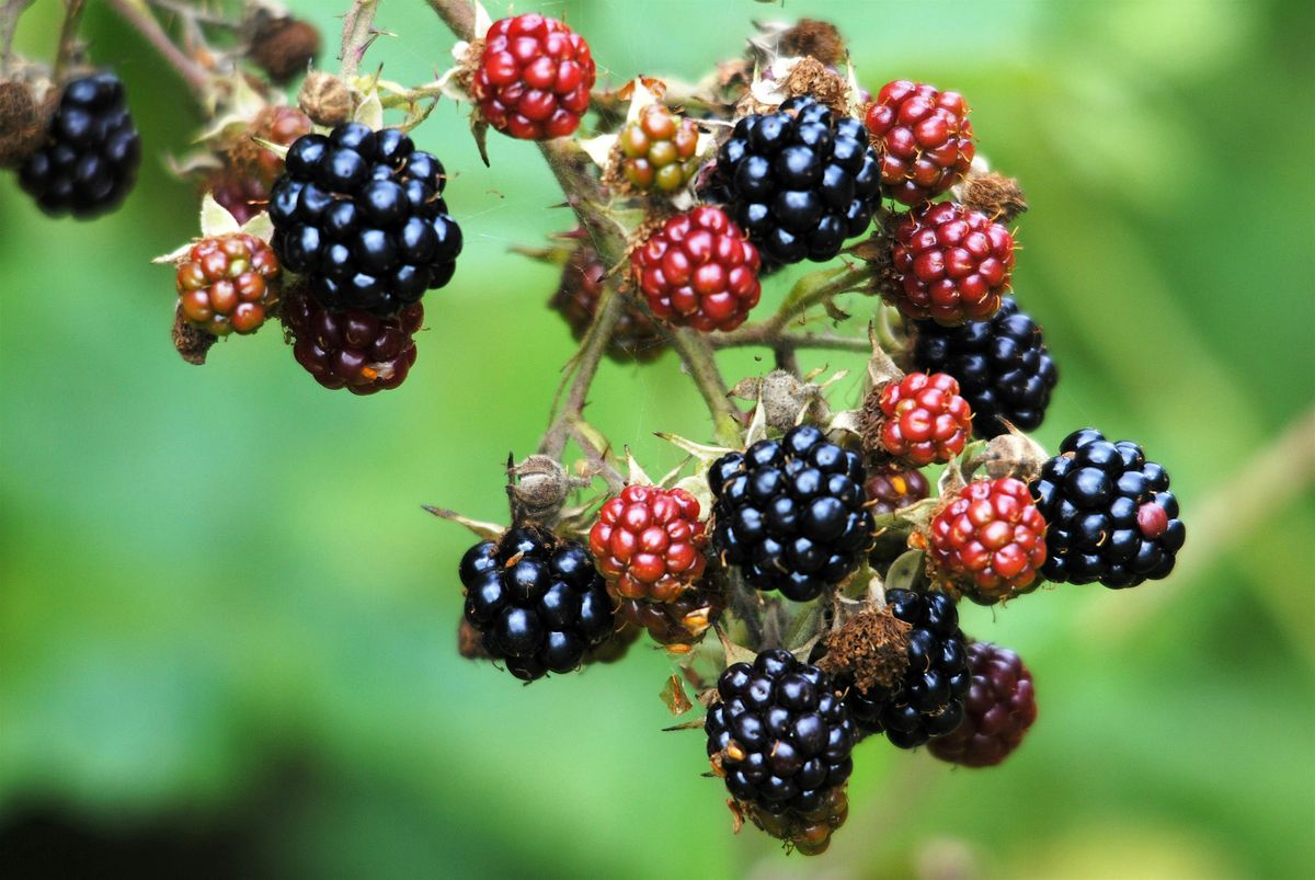 Langdon Foraging in Autumn Walk