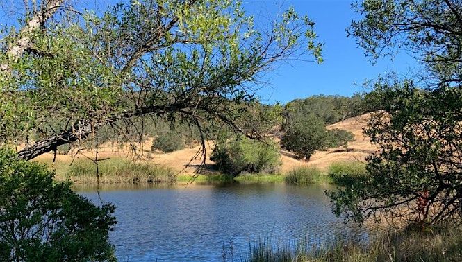 Birding at Little Uvas