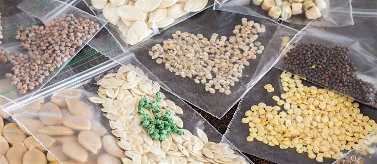 Seed Saving: from basil to zucchini, BZP Tuolumne