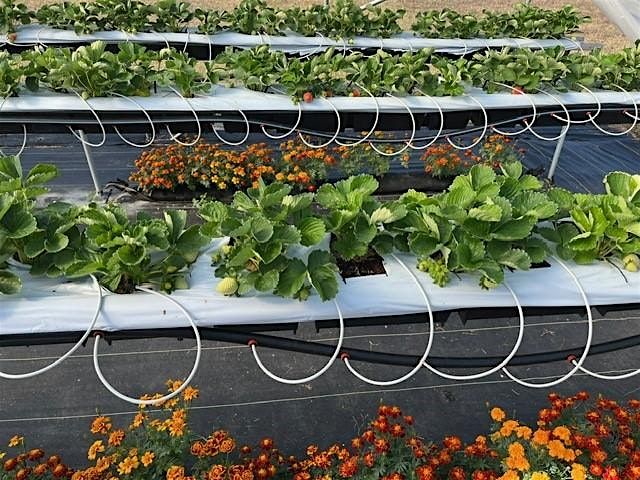 Hydroponic Organic Tabletop Strawberry On-Farm Workshop