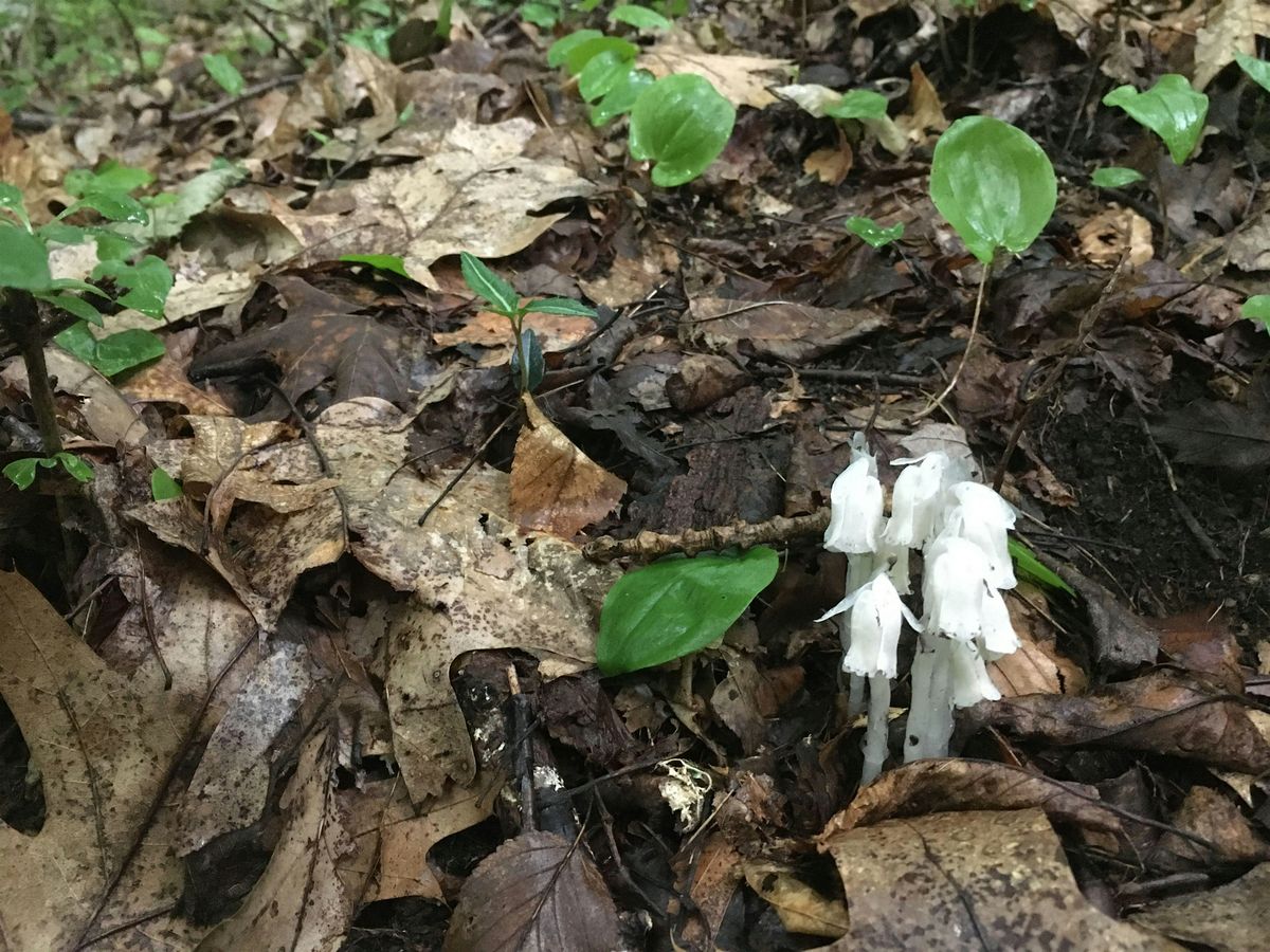 Discover the Fred Dill Wildlife Sanctuary with HRVG & CCE of Putnam County