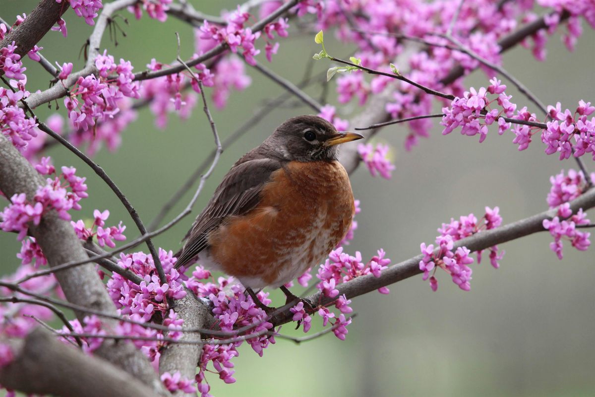 Spring Birding Experience