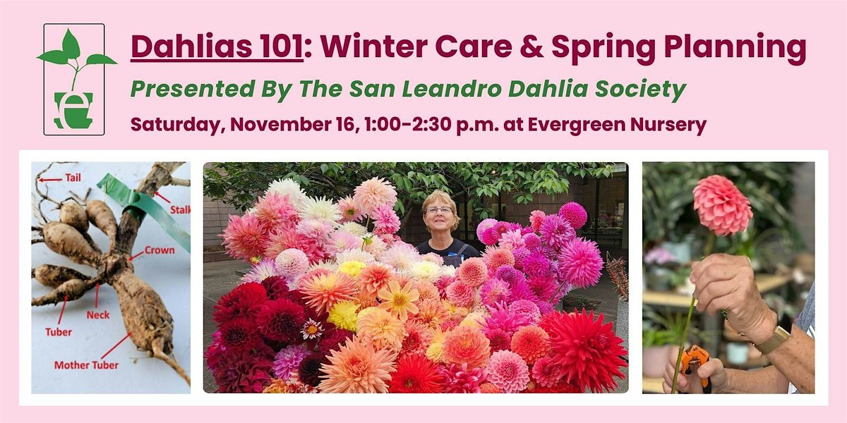 Dahlias 101: Winter Care & Spring Planning