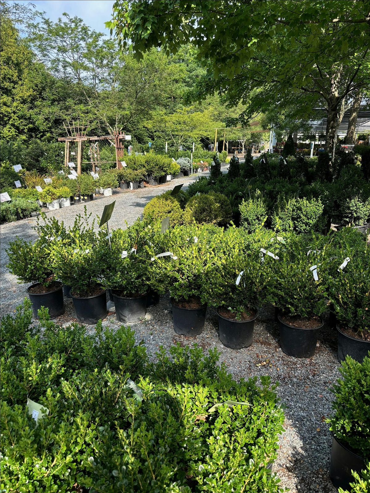Planting Trees & Shrubs Workshop
