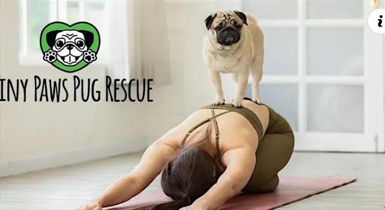Dog Yoga with Tiny Paws Pug Rescue at Zoom Room Santa Clara