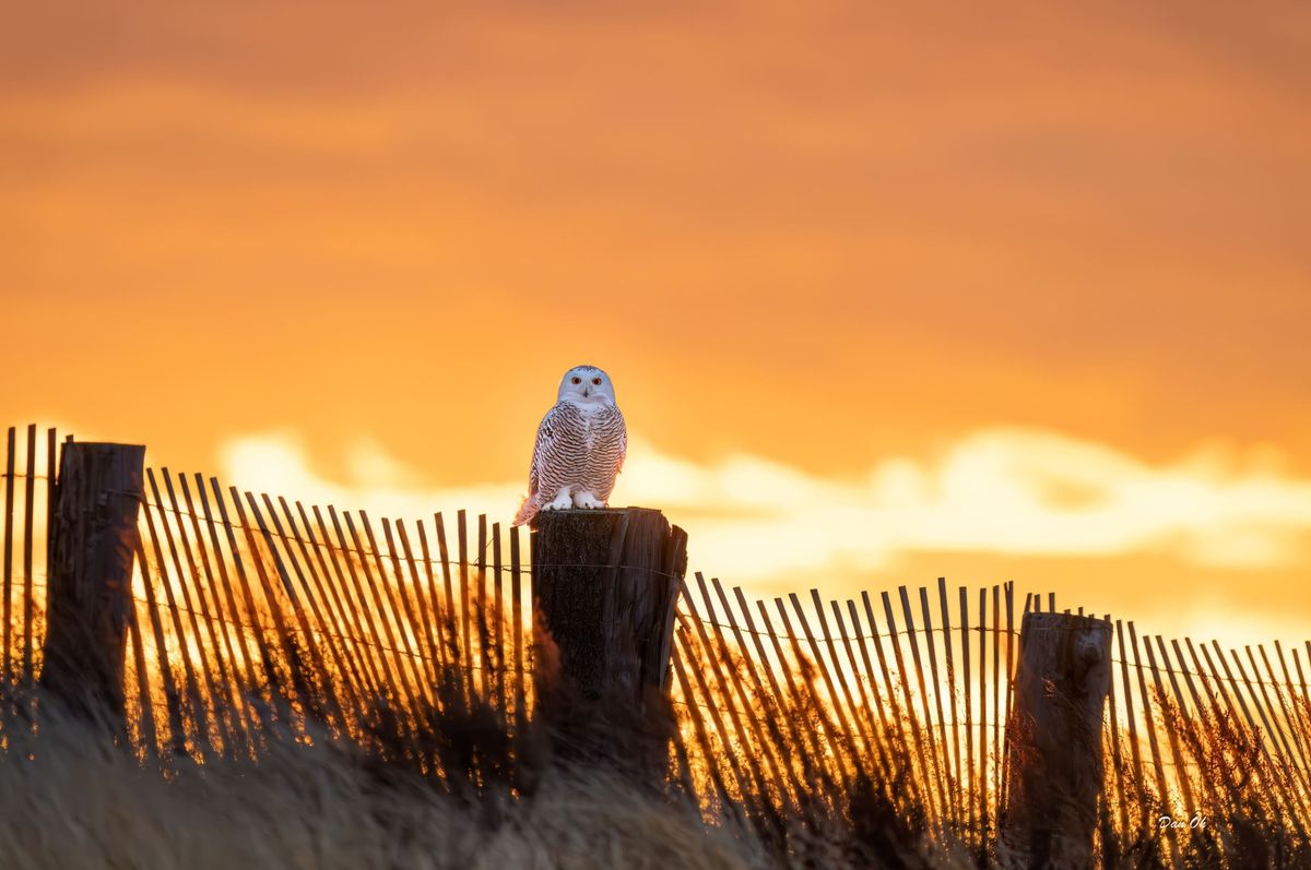 Photographing Snowy Owls in New England