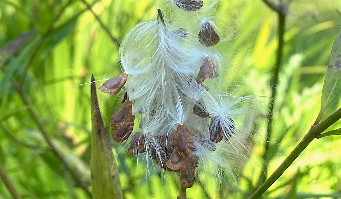 NJ Audubon: All About Seeds - A Talk & Walk