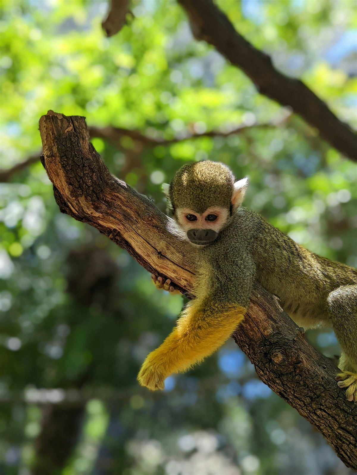 Wild About Primates