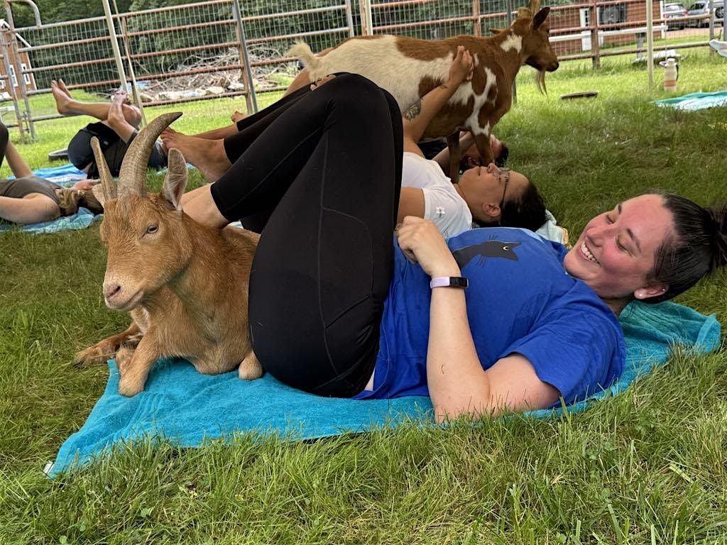 Goat Yoga