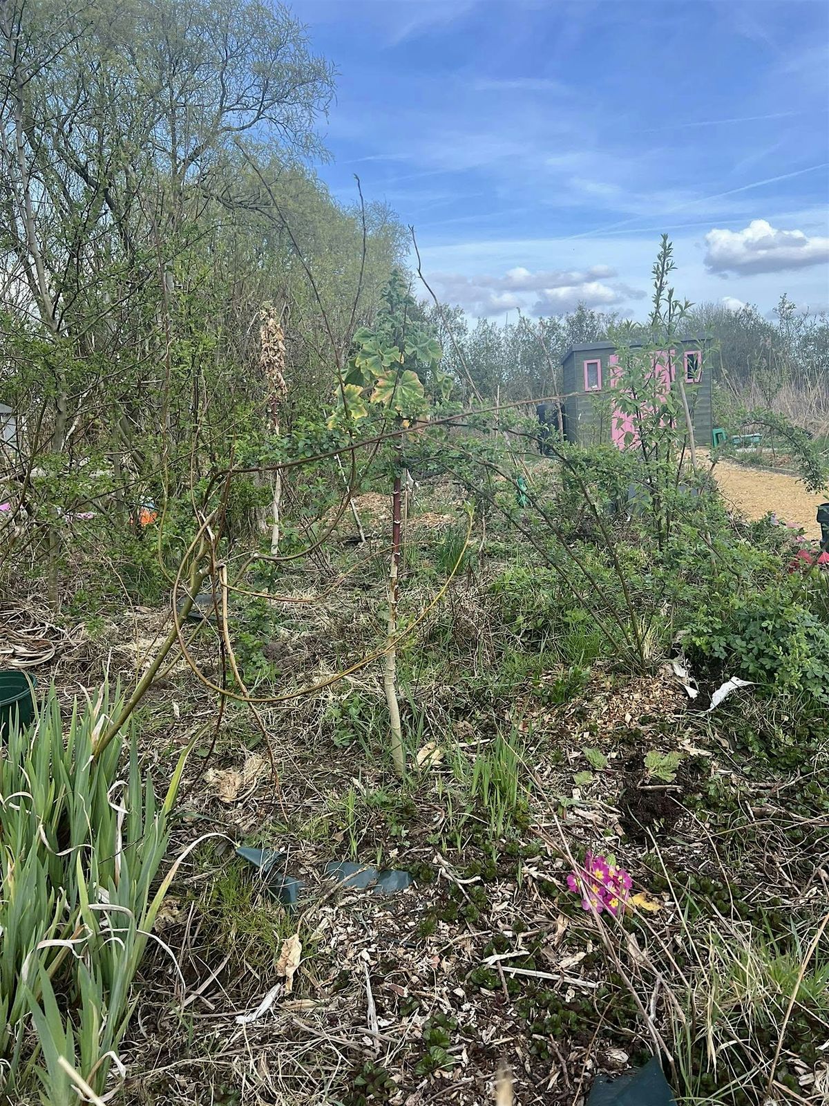 Gardening: Learn how and help us make hardwood cuttings
