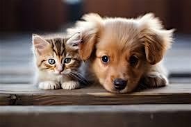 Get Involved with SVACA-Silicon Valley Animal Control Authority