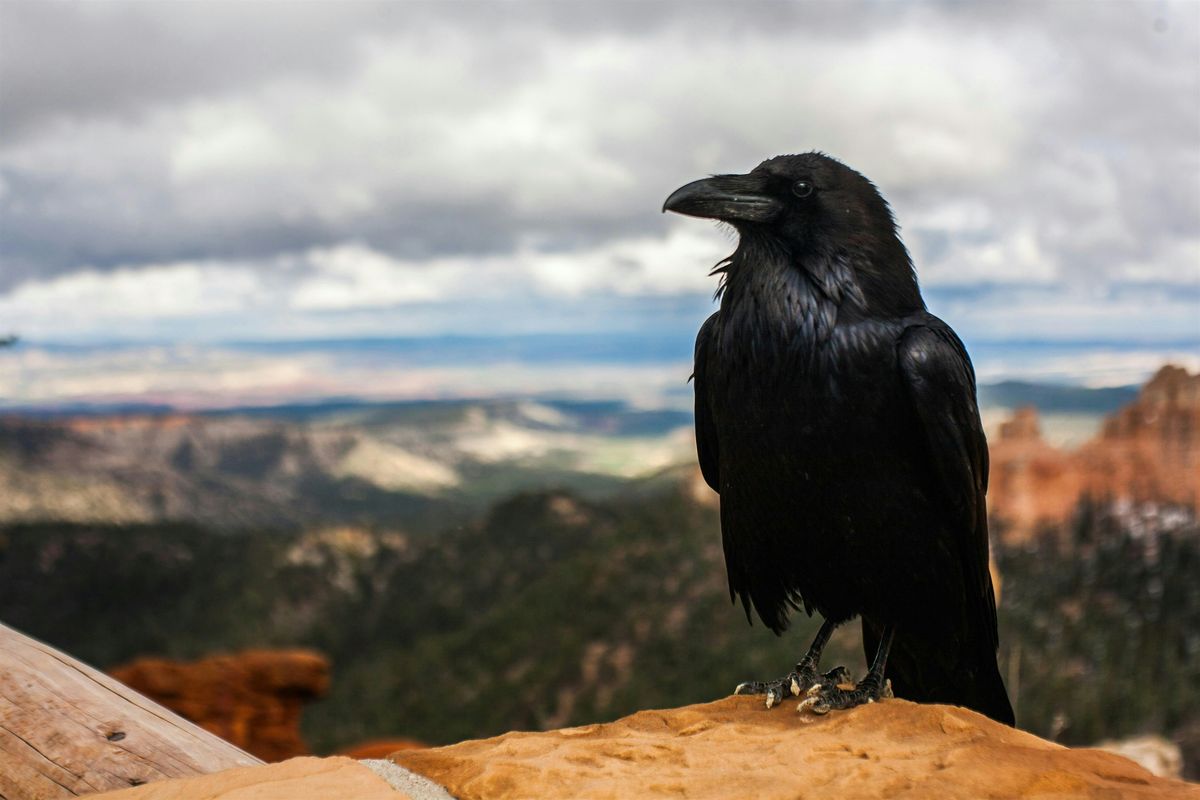 Crows: The Avian Einsteins