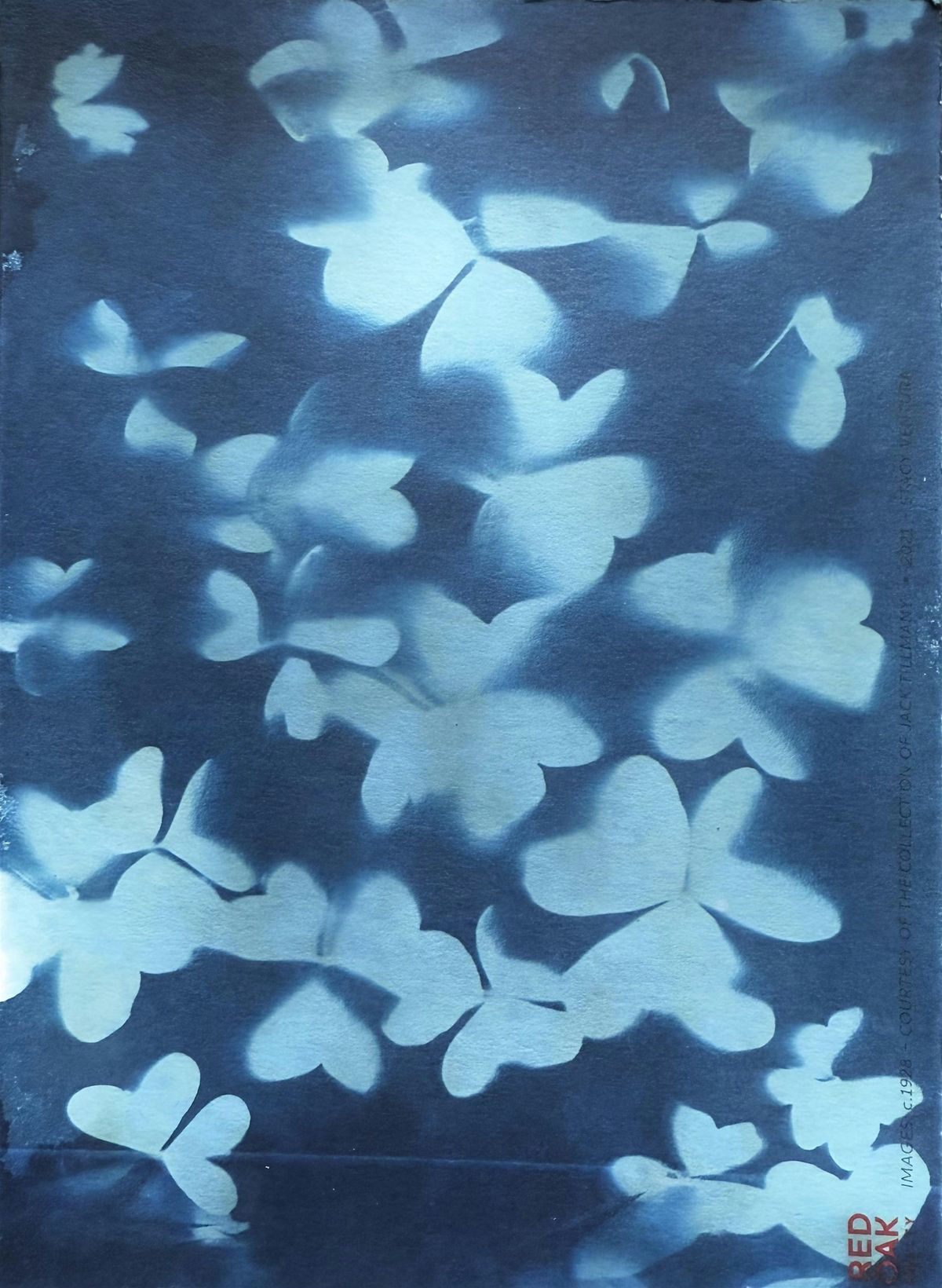 Interpreting Alameda\u2019s Wetlands Environments with Cyanotype Prints