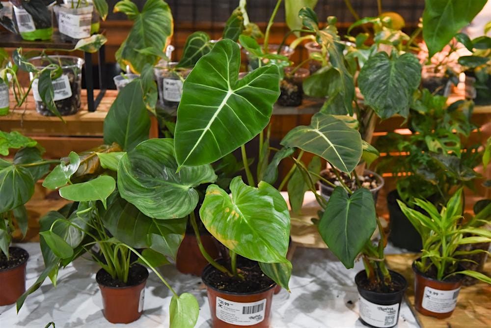 Cincinnati Plant Party