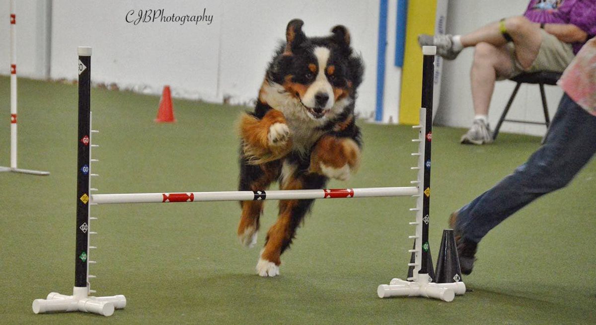 CATC Agility Trial at ARF