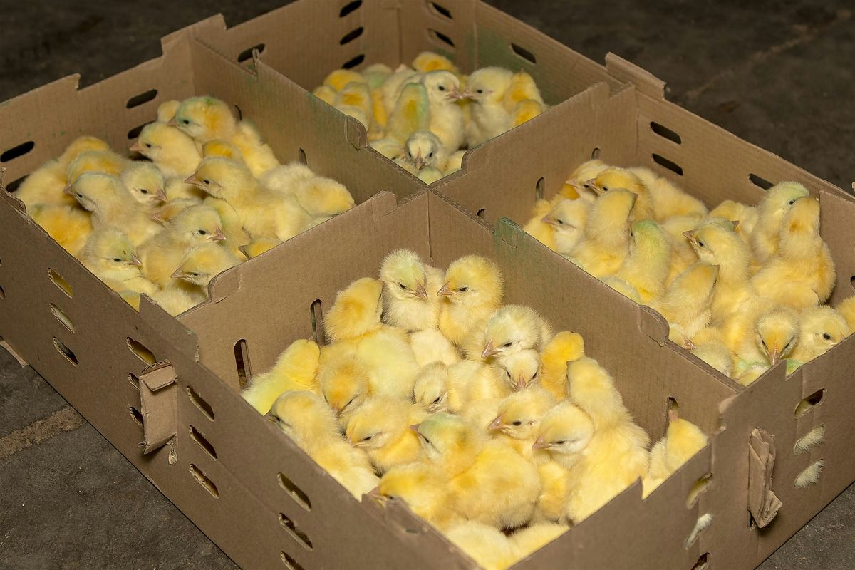 Poultry Workshop