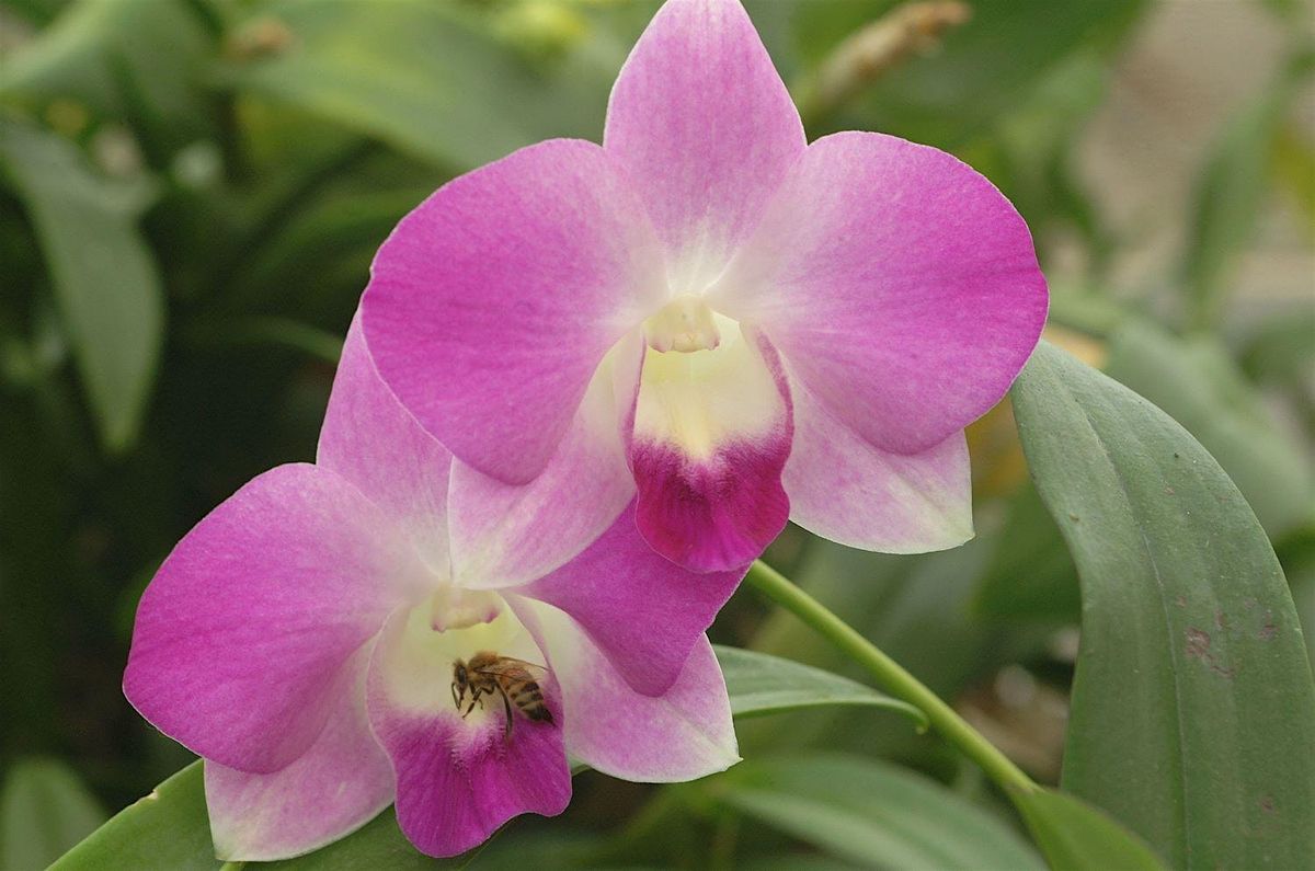 Orchids 101
