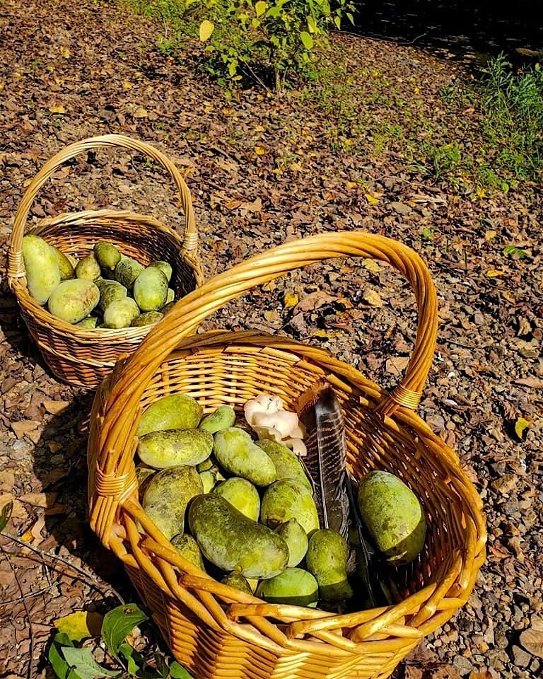 Fall 2025 Paw Paw Forage (Week 3 Saturday)