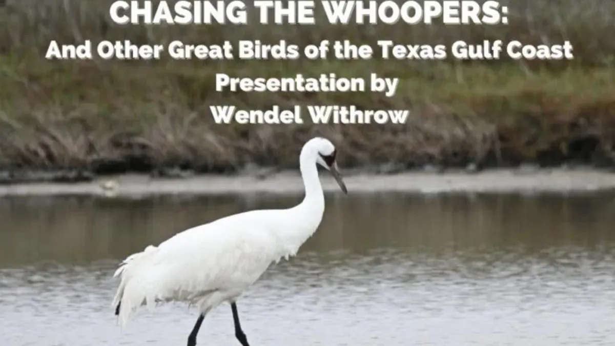 November Club Meeting:\u00a0Great Birds of the Texas Gulf Coast!