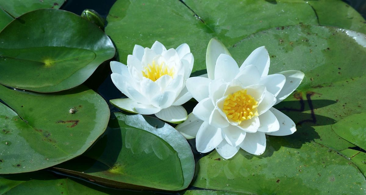 Mindfulness Meditation for your Wellbeing
