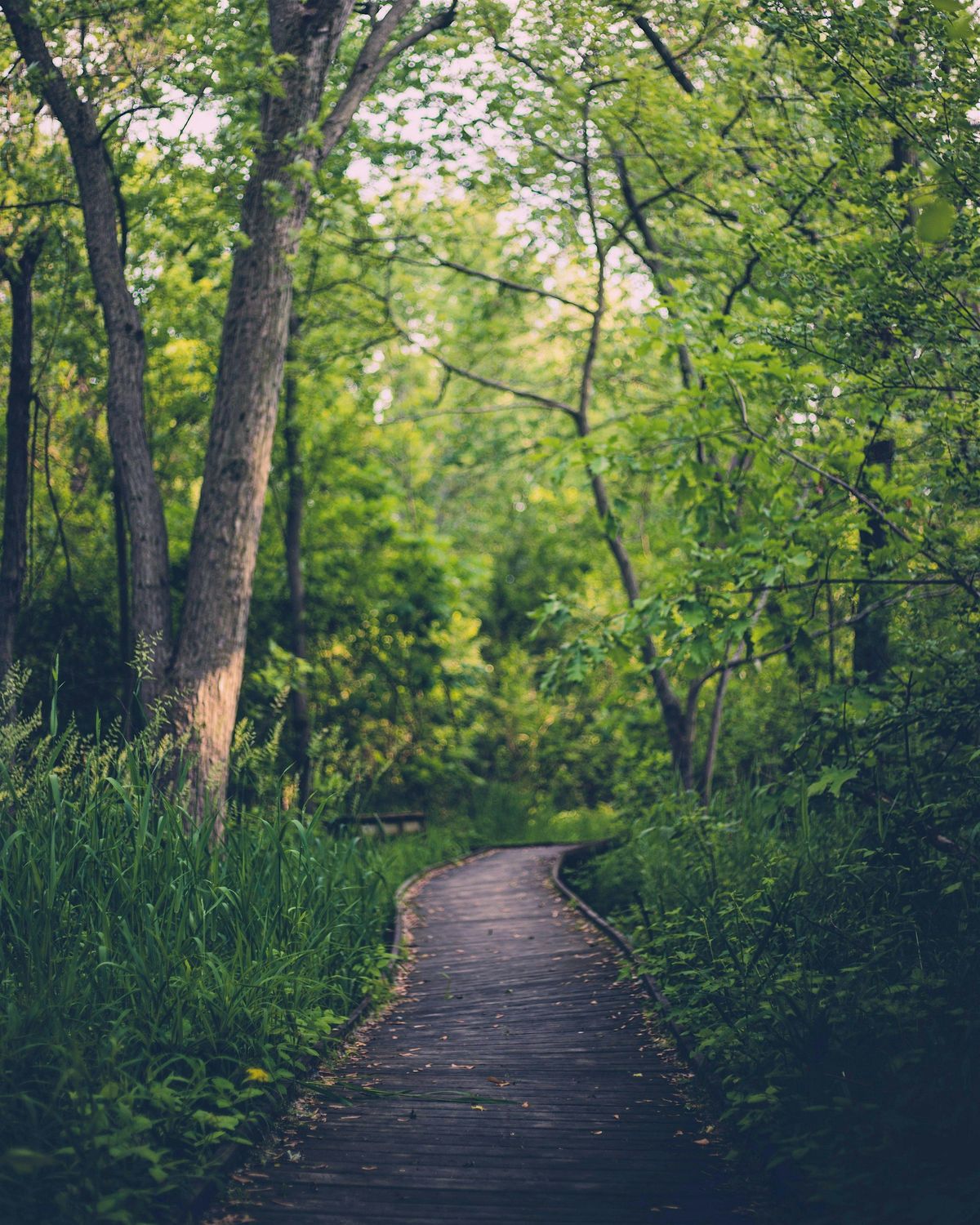 Vintage Mindfulness Workshop: Japanese Forest Bathing