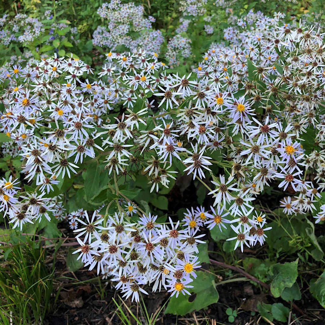 Forsyth Planting Event - MSA x Nature at McMaster Collab