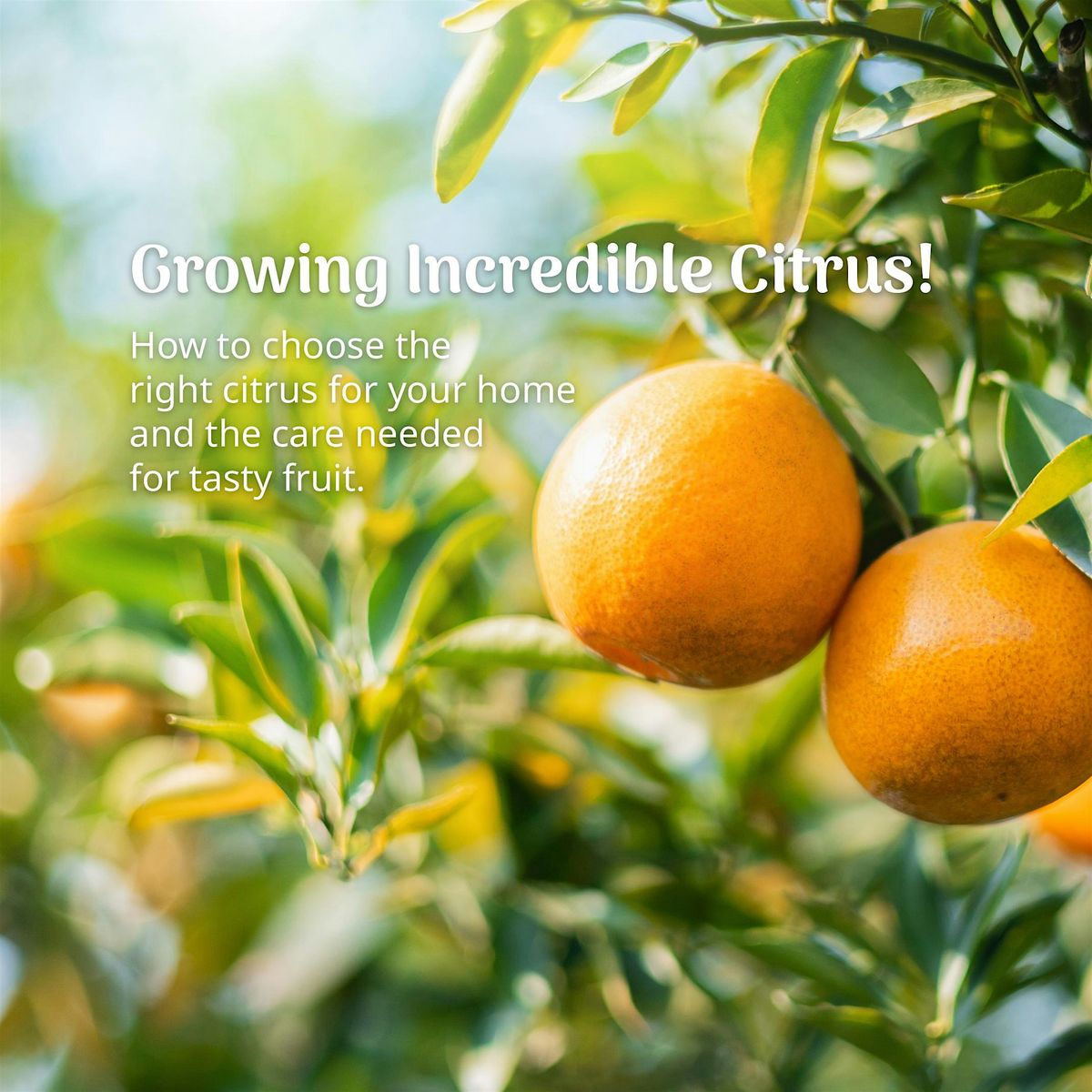 Growing Citrus: Selecting and Caring for your  - Novato