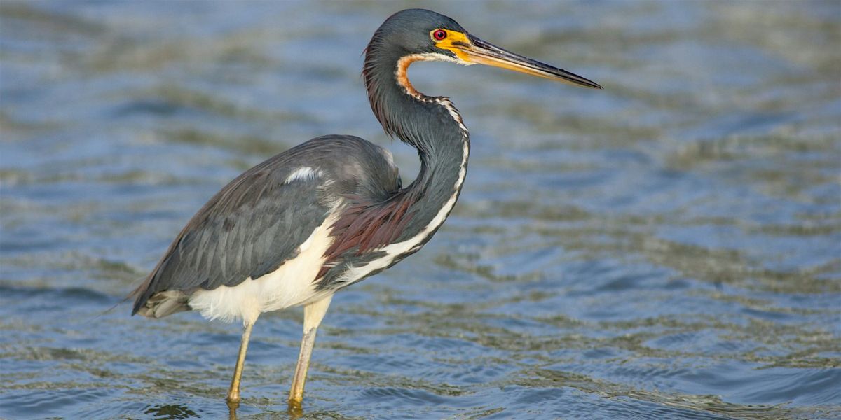 Wading Birds Photography Tour