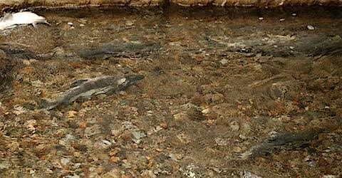 Guided Salmon Walk in the Don Valley