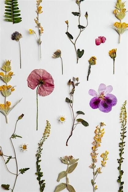 R\u00e9colter et pr\u00e9parer un herbier au s\u00e9chage