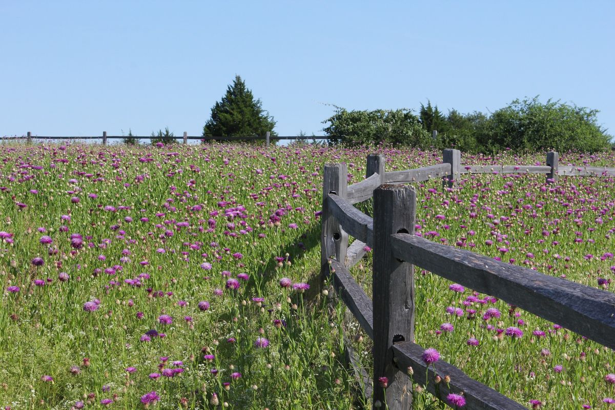 Prairie walk with Blackland Prairie chapter of Native Prairies Association of Texas 