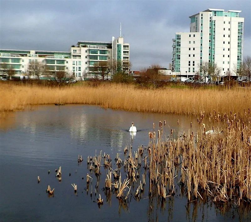 Queer Wetland Walk