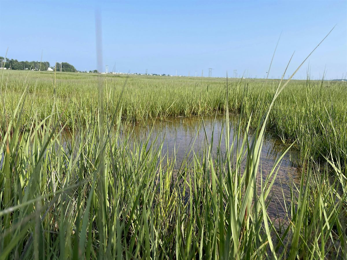 Salt Marsh Walk with SHEA