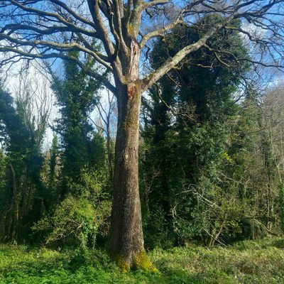 Knocksink Wood Education Centre, NPWS Wicklow