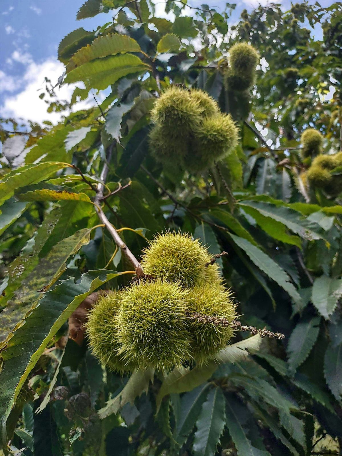 Georgia Chapter of The American Chestnut Foundation Annual Meeting