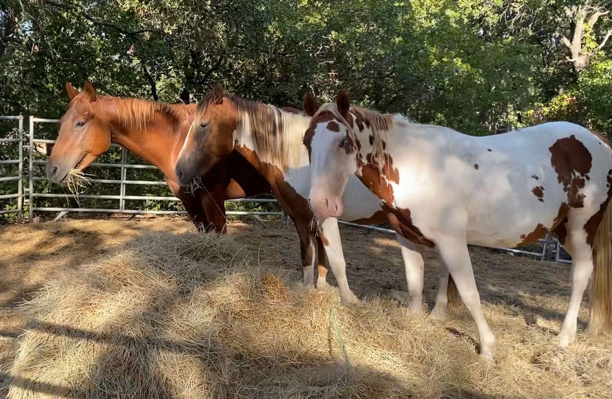 Rescue Trail Ride