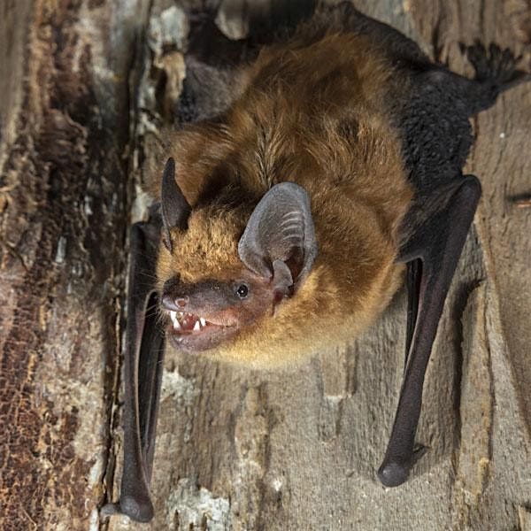 03-08-2025: Facts and Myths of Bats