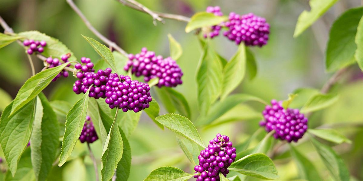 Native Plant Workshop