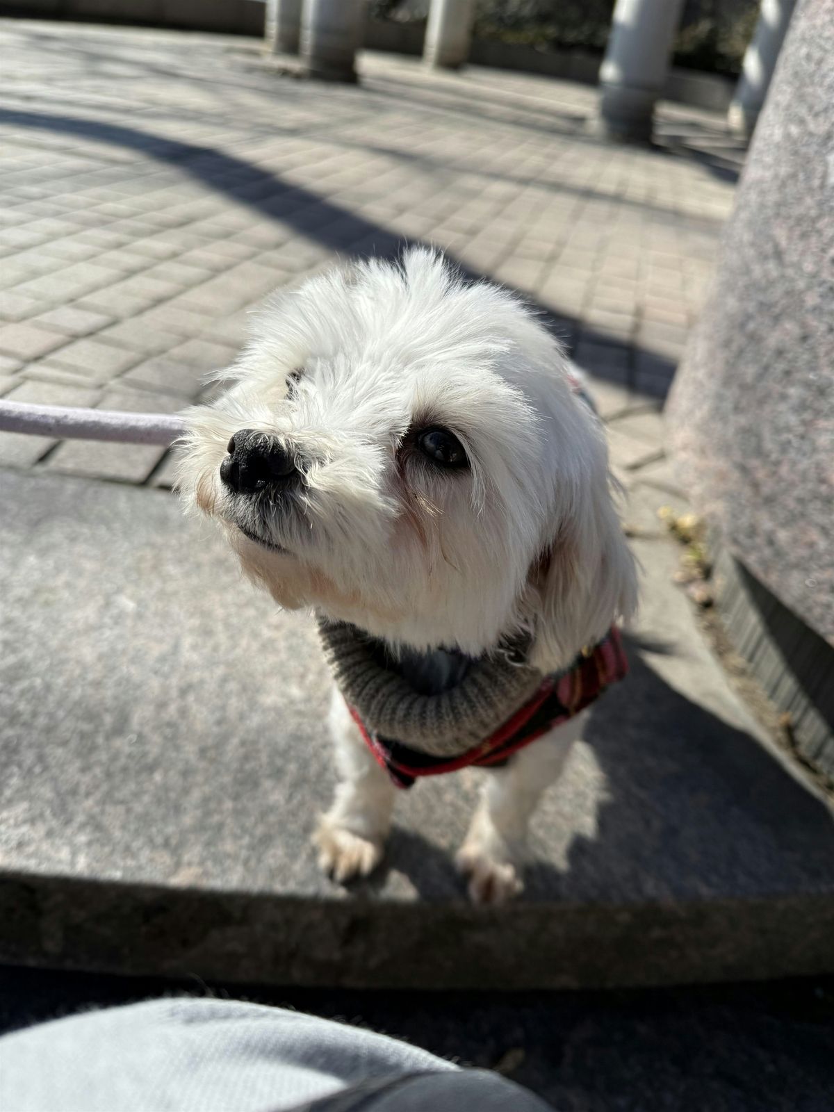 Dog Adoption Event in Astoria