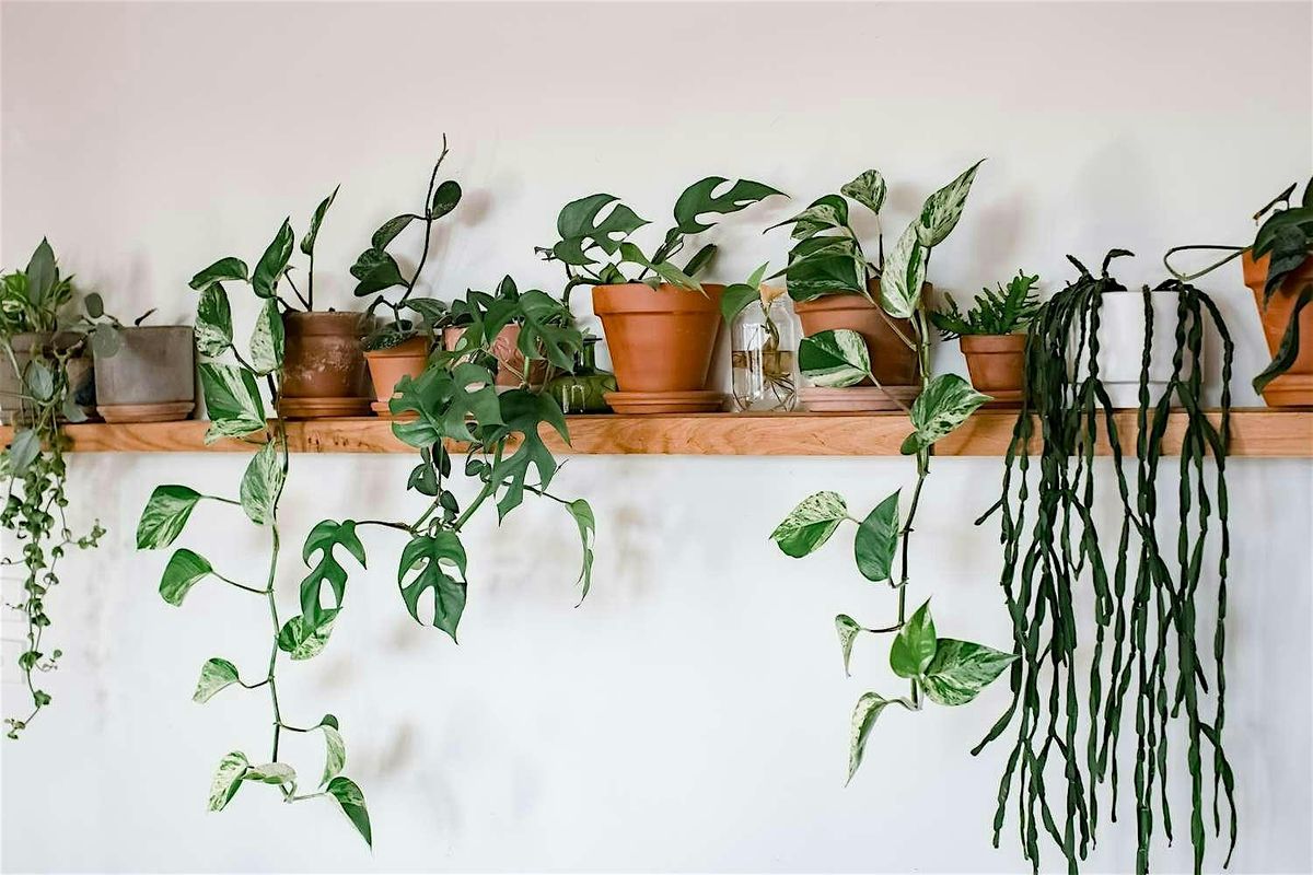 Harmony Community Event: HOUSEPLANT SWAP