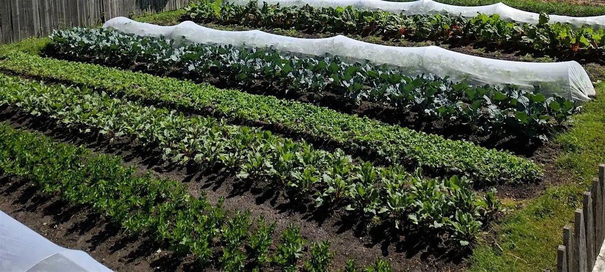 Pest Scouting Techniques and Practices