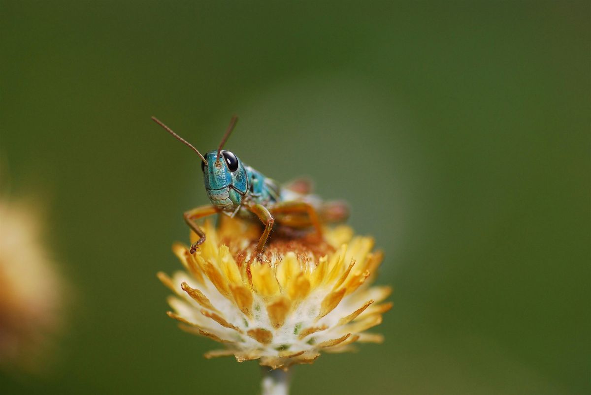 Invertebrates Australia Bug Walk - Canberra
