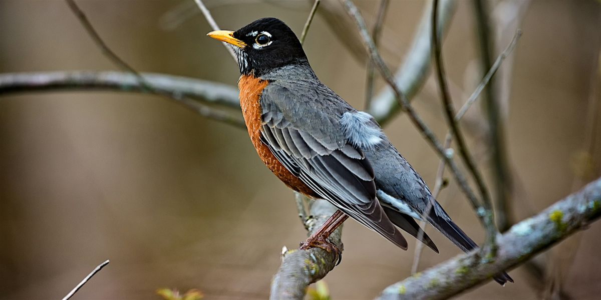 Beginner Birding Walk