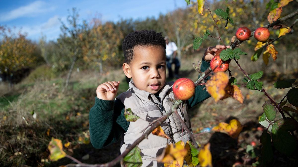 Apple Day