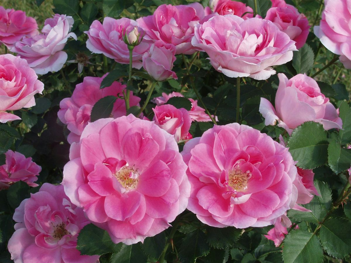 Roses for Florida that Thrive!