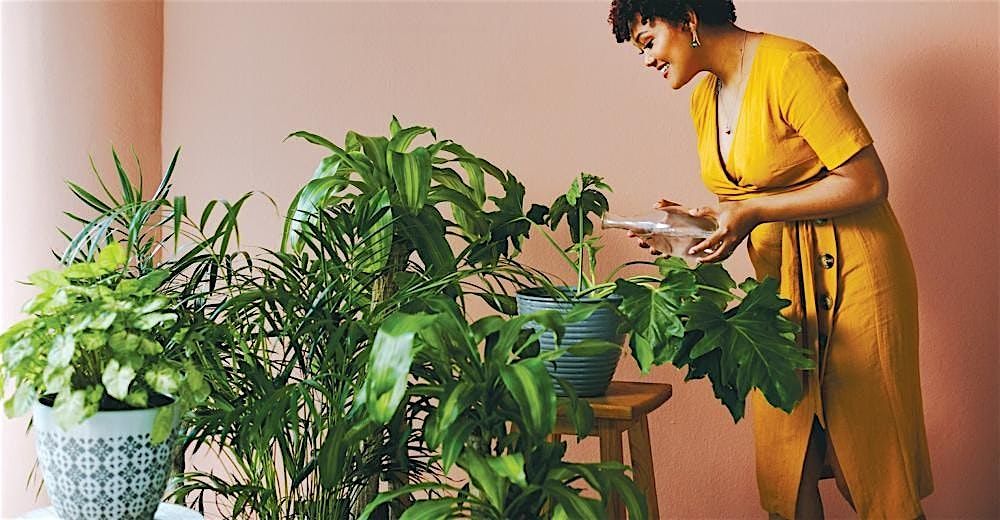 Four Keys to Happy Houseplants